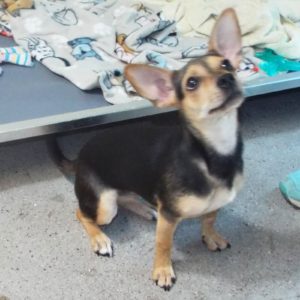 Picture of Coco