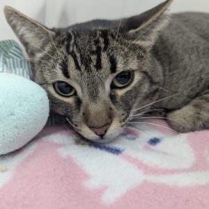Picture of Milo