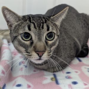 Picture of Milo