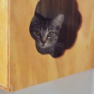 Picture of Miss Meowlet