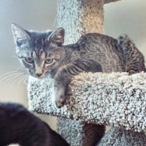 Picture of Miss Meowlet