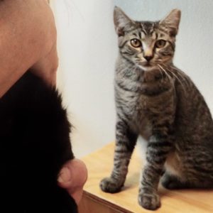 Picture of Miss Meowlet