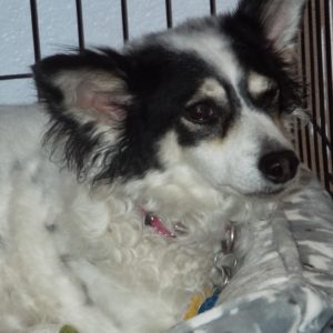 Picture of Peanut