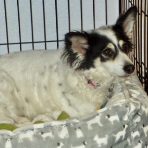 Picture of Peanut