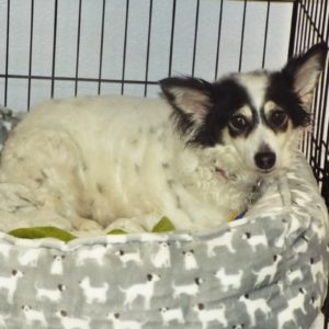 Picture of Peanut