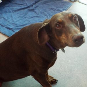 Picture of Penny