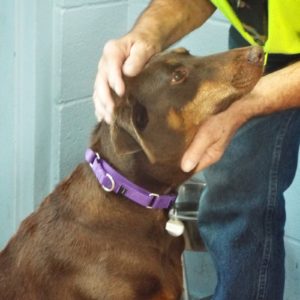 Picture of Penny