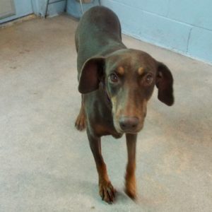 Picture of Penny