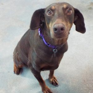 Picture of Penny