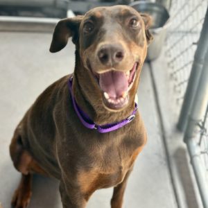 Picture of Penny