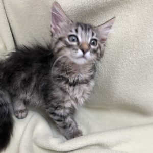 Picture of Poppy
