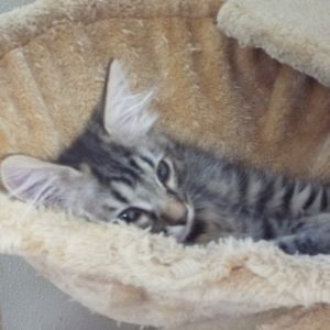 Picture of Poppy