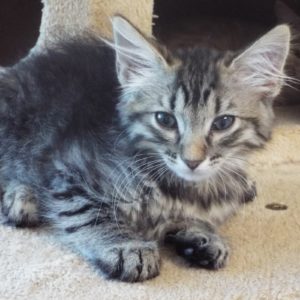 Picture of Poppy