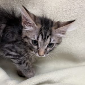 Picture of Poppy