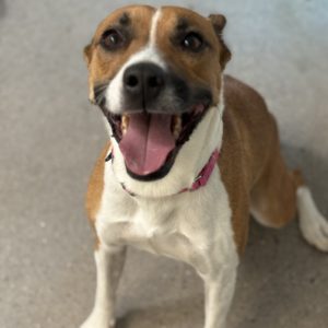 Picture of Princess
