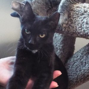 Picture of Professor Paws