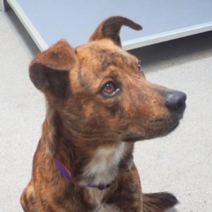 Picture of Rango