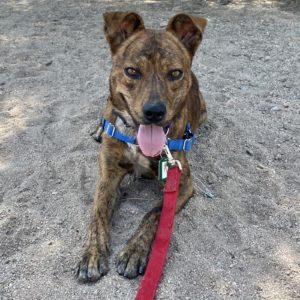 Picture of Rango