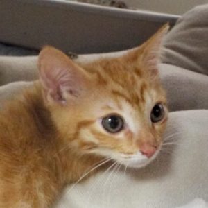 Picture of Rastafurr