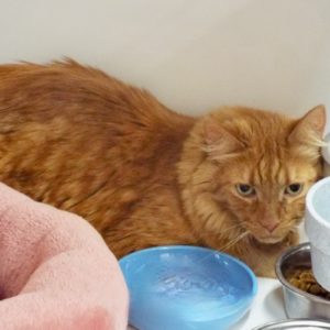 Picture of Rocky