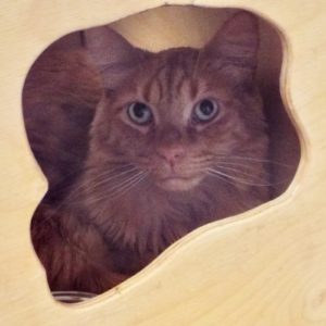 Picture of Rocky
