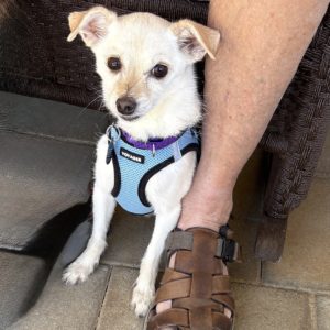 Picture of Romeo