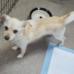 Picture of Romeo