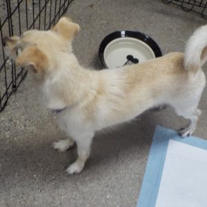 Picture of Romeo