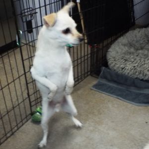 Picture of Romeo