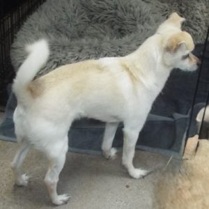 Picture of Romeo