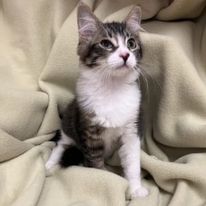 Picture of Sax