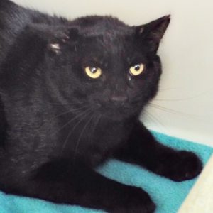 Picture of Sid