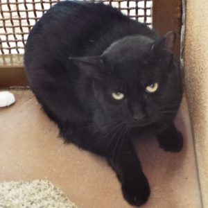 Picture of Sid
