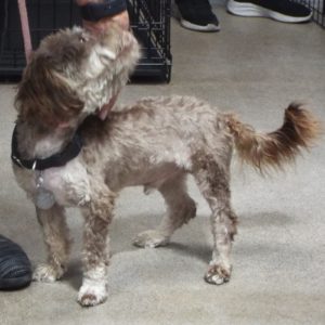 Picture of Skippy