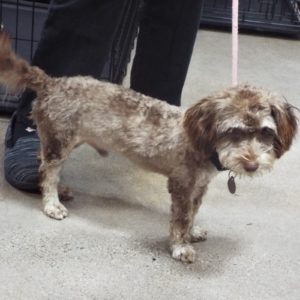 Picture of Skippy