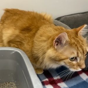 Picture of Spike
