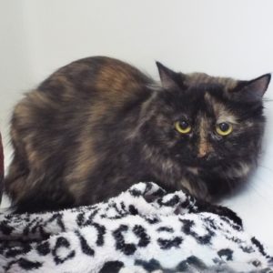 Picture of Storm