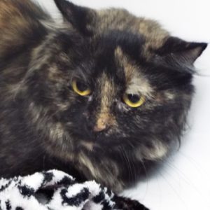 Picture of Storm