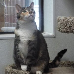 Picture of Stripy Girl