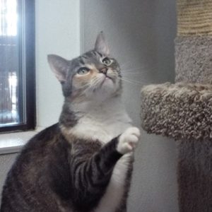 Picture of Stripy Girl