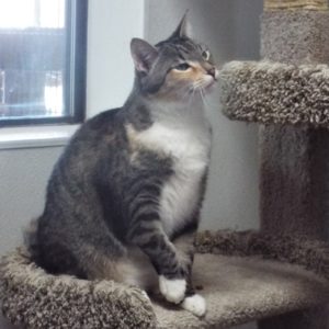 Picture of Stripy Girl