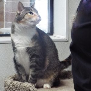 Picture of Stripy Girl