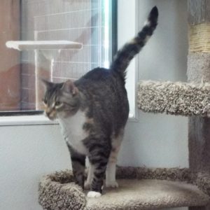 Picture of Stripy Girl