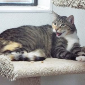 Picture of Stripy Girl