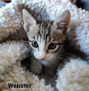 Picture of Webster