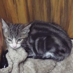 Picture of Webster