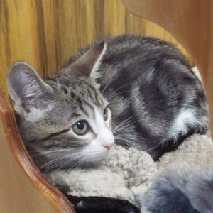 Picture of Webster