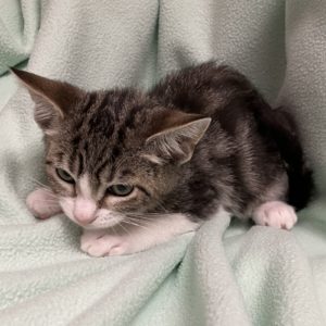 Picture of Webster