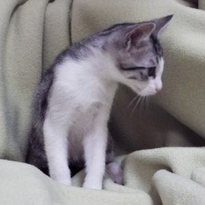 Picture of Wild Thing
