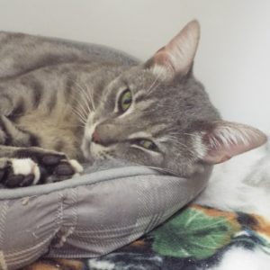 Picture of Ziggy